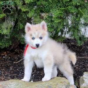 Zander, Pomsky Puppy