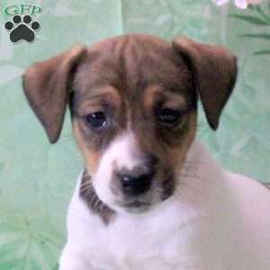 Zander, Jack Russell Terrier Puppy