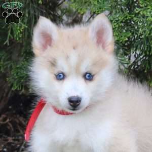 Zander, Pomsky Puppy