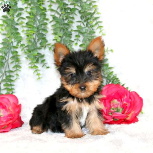 Zandi, Yorkie Puppy