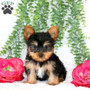 Zandi, Yorkie Puppy