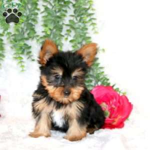 Zandi, Yorkie Puppy