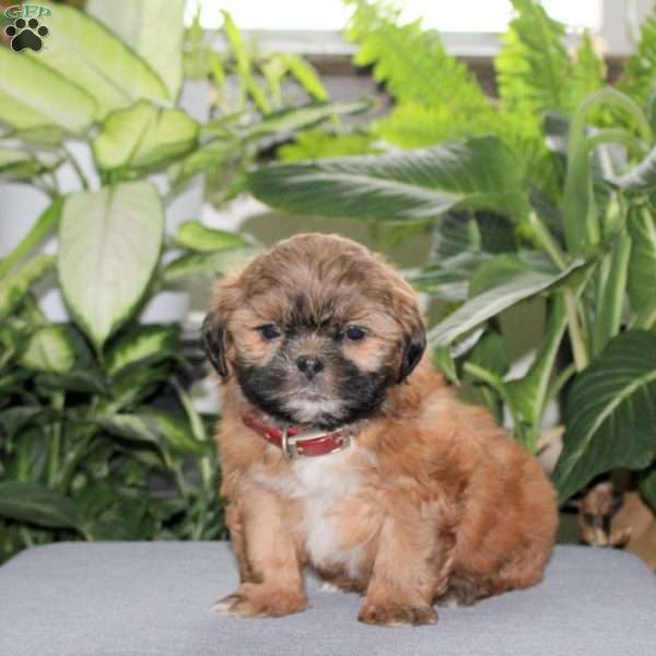 Zane, Teddy Bear Puppy