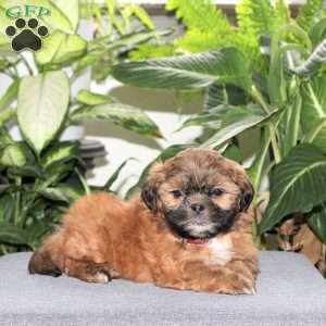 Zane, Teddy Bear Puppy