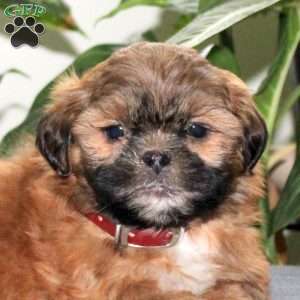 Zane, Teddy Bear Puppy