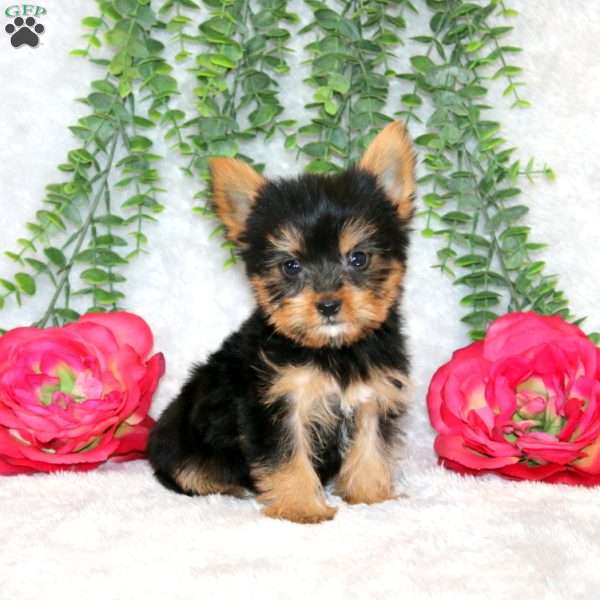 Zane, Yorkie Puppy