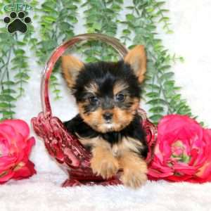 Zane, Yorkie Puppy