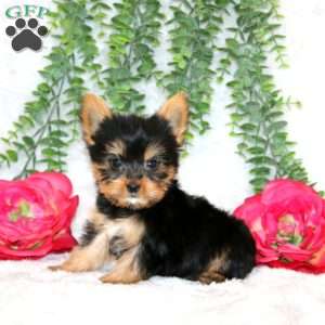 Zane, Yorkie Puppy