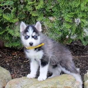 Zara, Pomsky Puppy