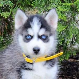 Zara, Pomsky Puppy
