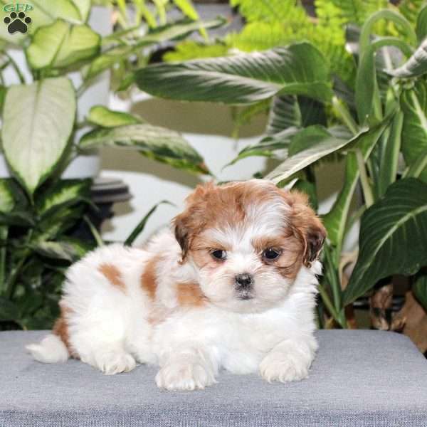 Zazie, Teddy Bear Puppy