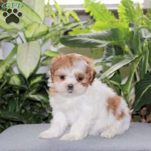 Zazie, Teddy Bear Puppy