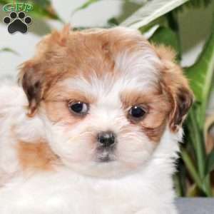 Zazie, Teddy Bear Puppy