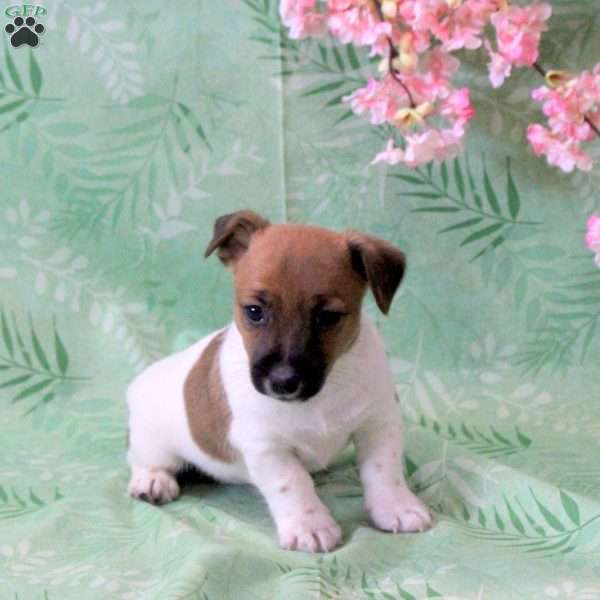 Zeke, Jack Russell Terrier Puppy