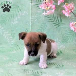 Zeke, Jack Russell Terrier Puppy