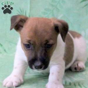 Zeke, Jack Russell Terrier Puppy