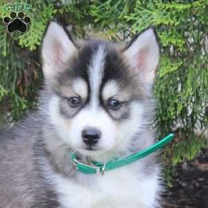 Zelda, Pomsky Puppy