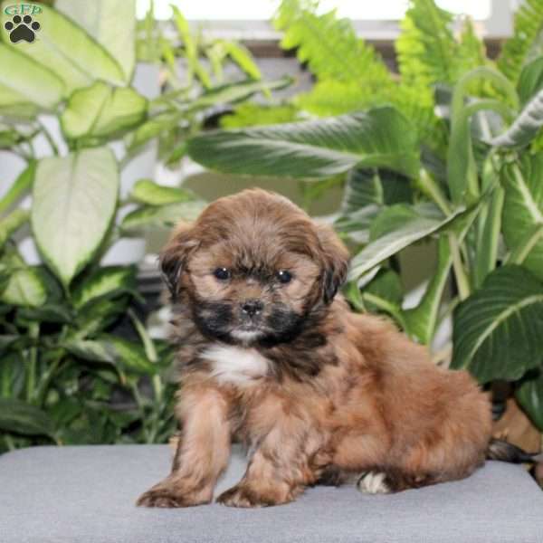 Zeus, Teddy Bear Puppy