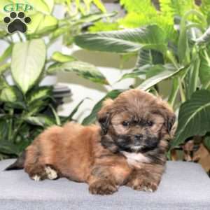 Zeus, Teddy Bear Puppy