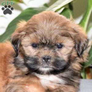 Zeus, Teddy Bear Puppy