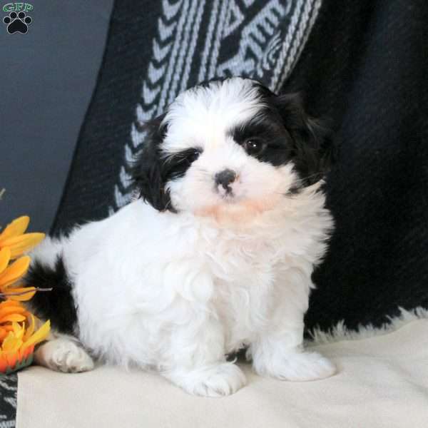 Ziggy, Shih Tzu Puppy