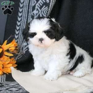 Ziggy, Shih Tzu Puppy
