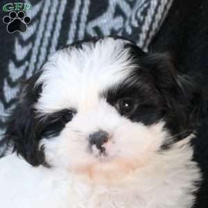 Ziggy, Shih Tzu Puppy