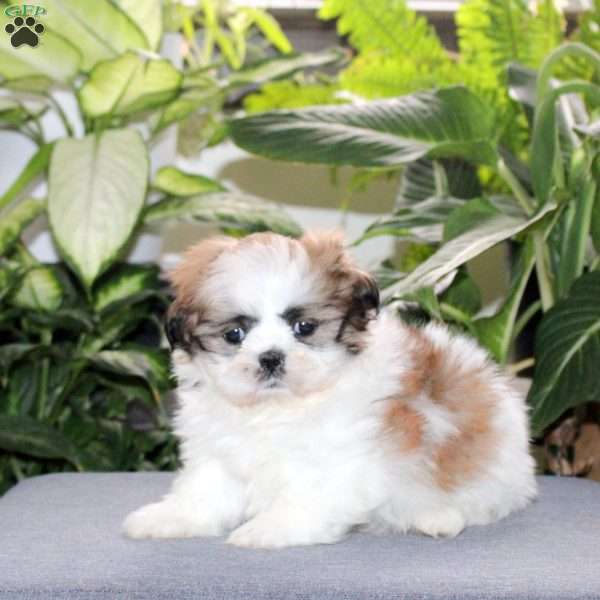 Ziggy, Teddy Bear Puppy