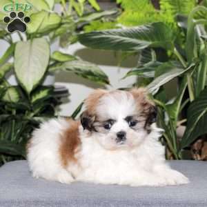 Ziggy, Teddy Bear Puppy