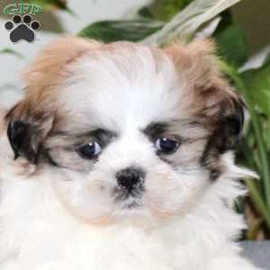 Ziggy, Teddy Bear Puppy