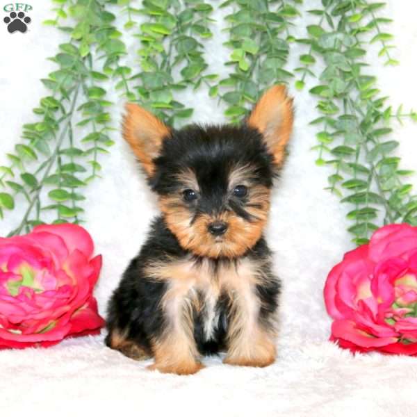 Zion, Yorkie Puppy