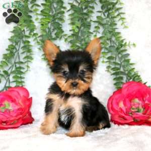 Zion, Yorkie Puppy