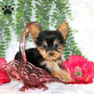 Zion, Yorkie Puppy