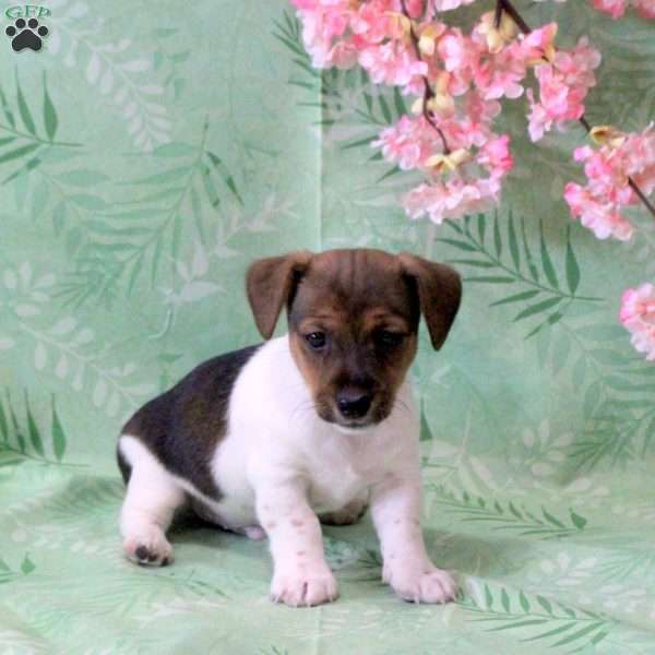 Zippy, Jack Russell Terrier Puppy