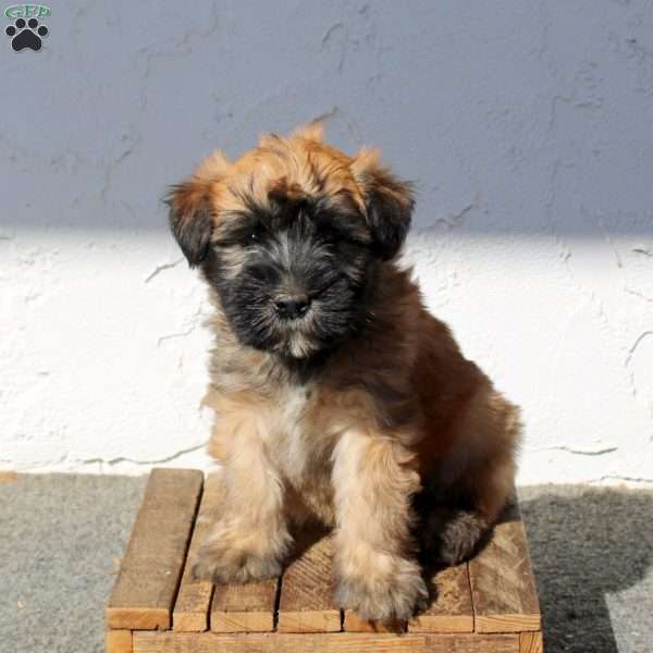 Zippy, Soft Coated Wheaten Terrier Puppy