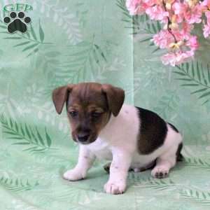 Zippy, Jack Russell Terrier Puppy