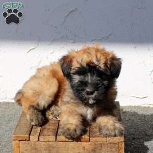Zippy, Soft Coated Wheaten Terrier Puppy