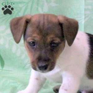 Zippy, Jack Russell Terrier Puppy