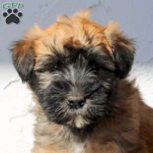 Zippy, Soft Coated Wheaten Terrier Puppy