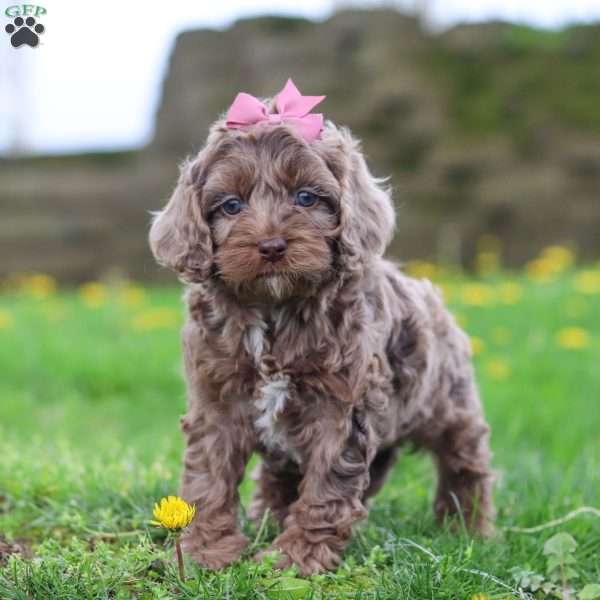 Zoey, Cockapoo Puppy