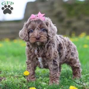 Zoey, Cockapoo Puppy