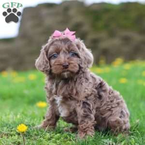 Zoey, Cockapoo Puppy