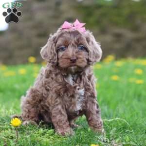 Zoey, Cockapoo Puppy