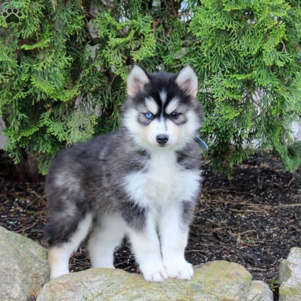 Zoey, Pomsky Puppy