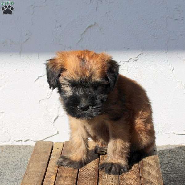 Zoey, Soft Coated Wheaten Terrier Puppy