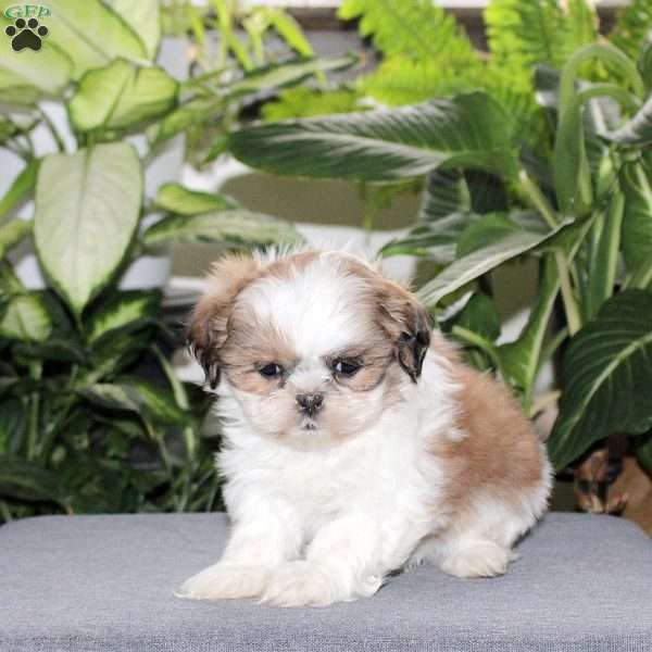 Zoey, Teddy Bear Puppy