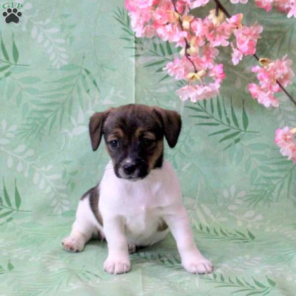 Zoey, Jack Russell Terrier Puppy