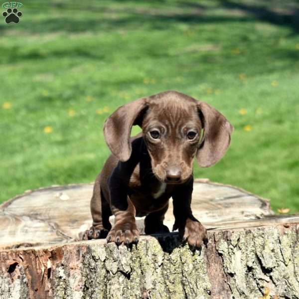 Zoey, Dachshund Puppy