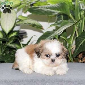 Zoey, Teddy Bear Puppy