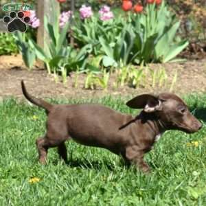 Zoey, Dachshund Puppy
